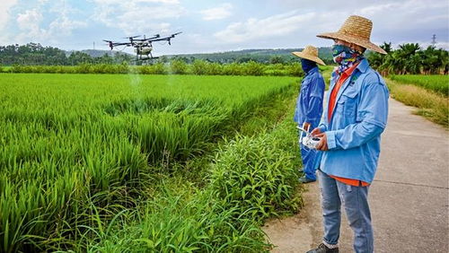 辛巴直播助农产品畅销全国,陕西镇安 2021年度实施乡村振兴战略二十大亮点