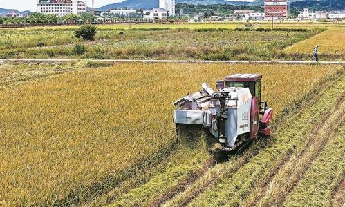 省农业农村厅 投入6100台收割机抢收早稻